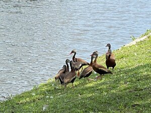 blackbelliedducksinog.jpg