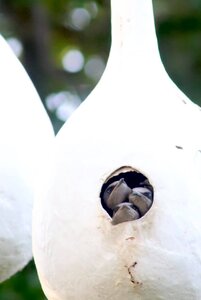 babybirdscloseup.jpg