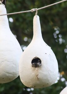 babybirds.jpg