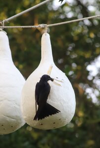 migratorybirds.jpg