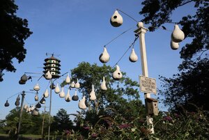 migratorybirdsnesting.jpg