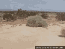tenor.gif