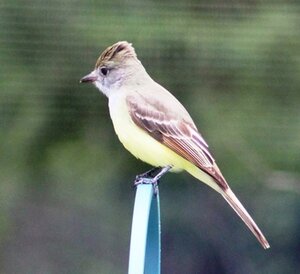 flycatcher reduced.JPG