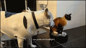 DB024494-8206-4913-8C91-BD475FC47513.gif
