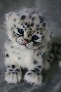 cuteoverload.jpg