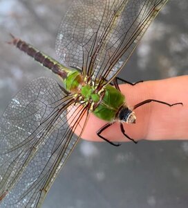 dragonflyonfinger.jpg