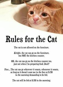 catrules.jpg