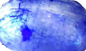 DSCN8055-removebg.png