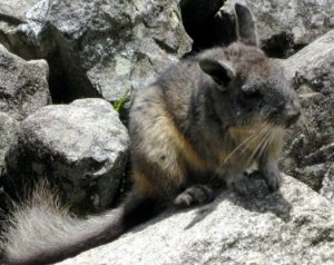 chinchilla1.jpg