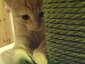 meeeaaaaoooow.jpg
