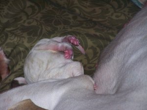 sbbosspups5.jpg