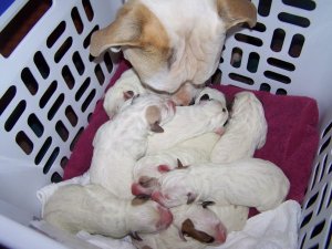 sbbosspups2.jpg