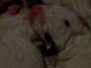 sbbosspups3.jpg