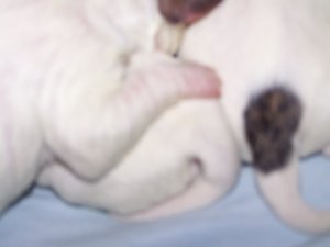 sbbosspups4.jpg