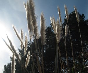 mendo feathers.jpg