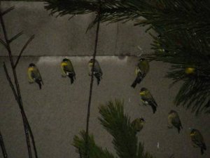 finches.jpg