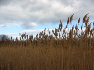 rushes_sky.jpg