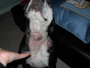 Hooch neck bites.JPG