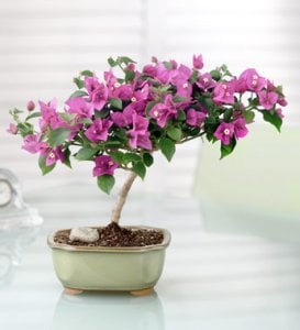 bougain bonsai.jpg