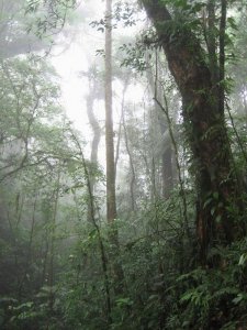 CR - Monteverde Cloud Forest.JPG