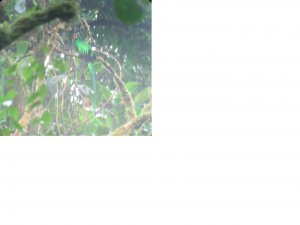 CR - Quetzal.JPG