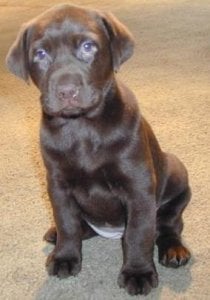 chocolate labbutch.JPG chocolate labbutch.JPG