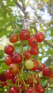 rings_berries.jpg