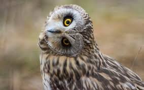 owl turning head.jpg