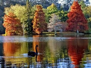 autumnscene.jpeg