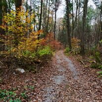 autumnalcolors.jpeg