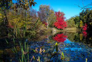 Katherine Albertson Fall colors -5368.jpg