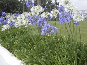 agapanthus-winter-care.jpg