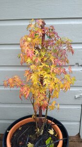 IMG_20201012_100928433.jpg