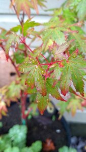 IMG_20201012_101339967.jpg