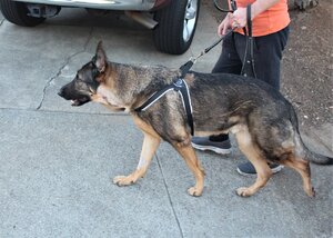 IMG_3859 (2).JPG