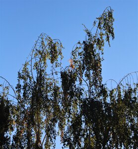 IMG_3871 (2).JPG