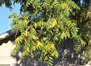 IMG_3875 (2).JPG