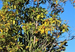 IMG_3876 (2).JPG