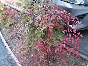 IMG_3895 (2).JPG