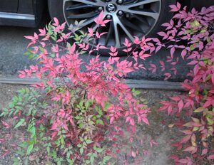IMG_3896 (2).JPG
