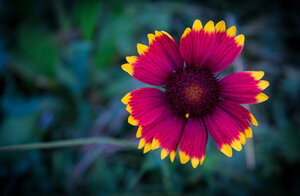 Katherine Albertson Fall colors -0407.jpg