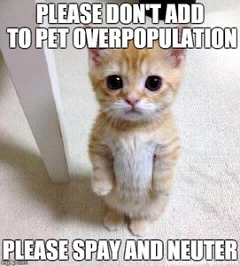 spayandneuter.jpg