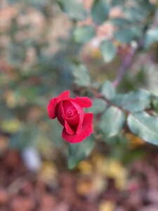 75A23ECB-879A-4FF4-ADF4-DDB5227061AB.jpeg