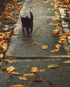 halloweenkitty.jpeg