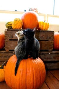 halloweencats.jpg