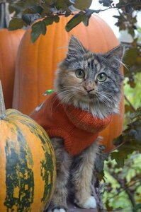 halloweencat.jpg