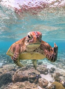 terrytheturtle.jpg
