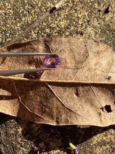 Lavender Spinel outside strong sunlight showing window 1.jpg Lavender Spinel outside strong sunlight showing window 1.jpg