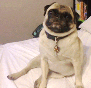 puggif.gif