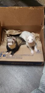 ferrets.jpg
